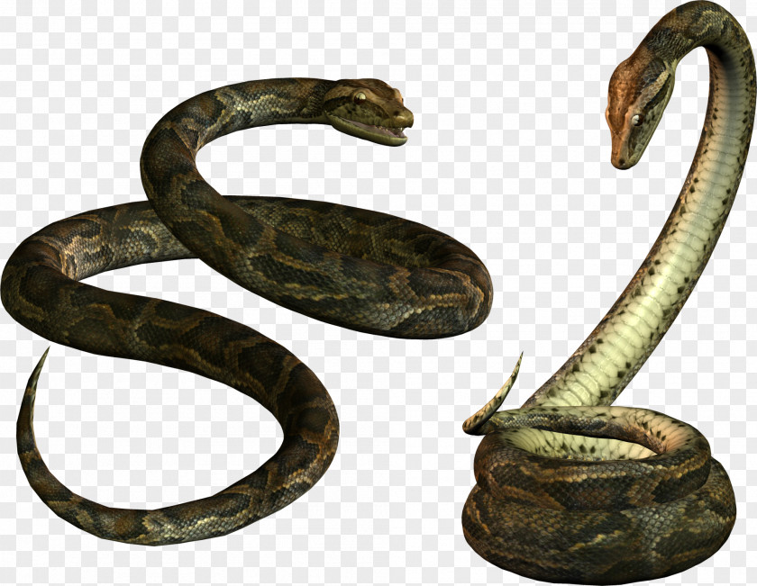 Snake Reptile Clip Art PNG