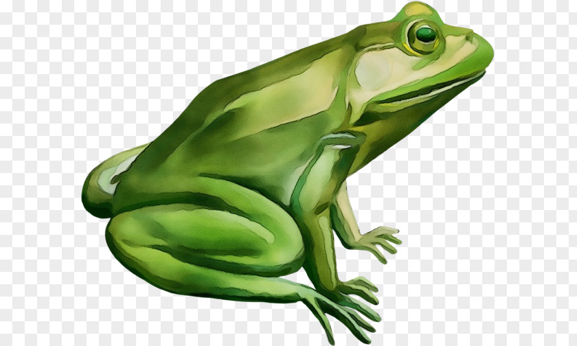 True Frog Frogs American Bullfrog Toad Tree PNG