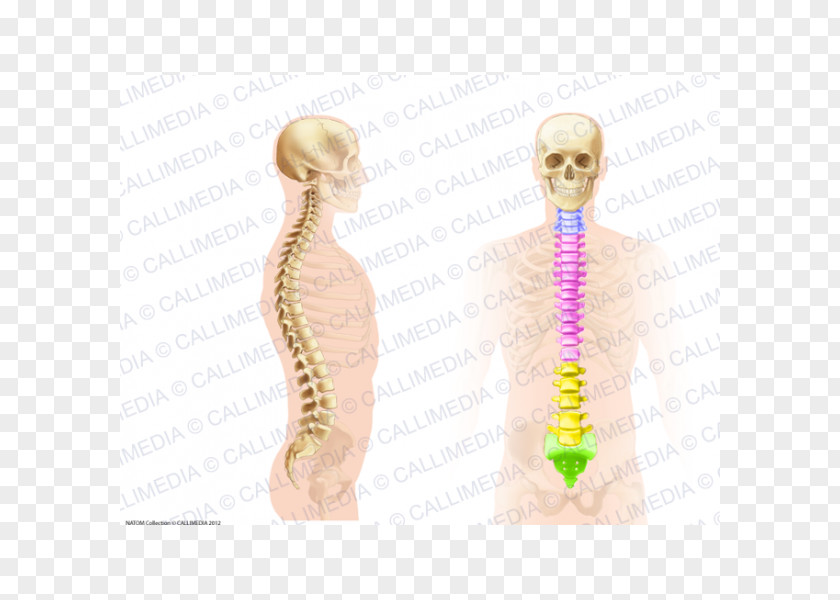 Vertebral Column Spinal Cord Scoliosis Anatomy Pain In Spine PNG