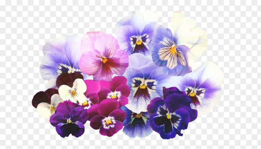 Violet Family Viola Flower Painting PNG