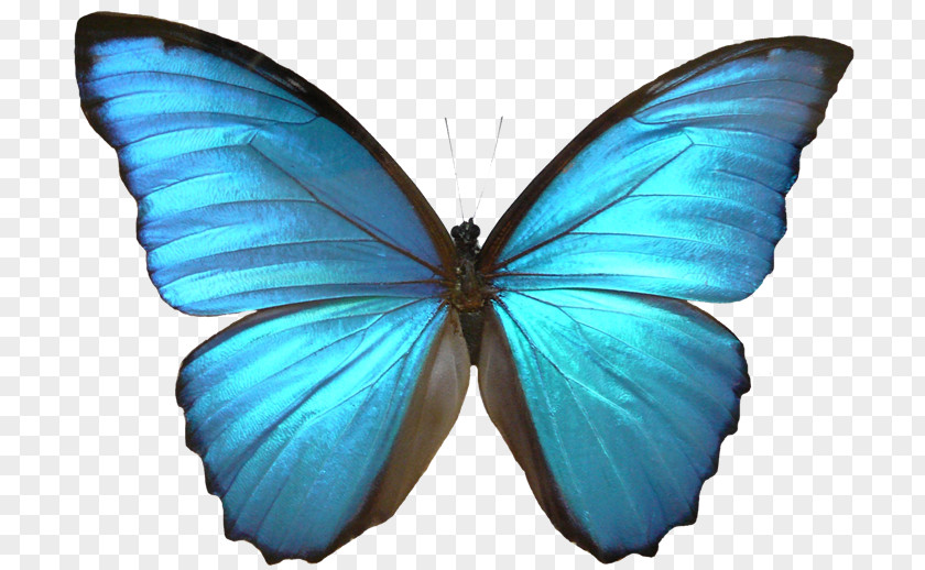 Butterfly Insect Menelaus Blue Morpho Drawing PNG