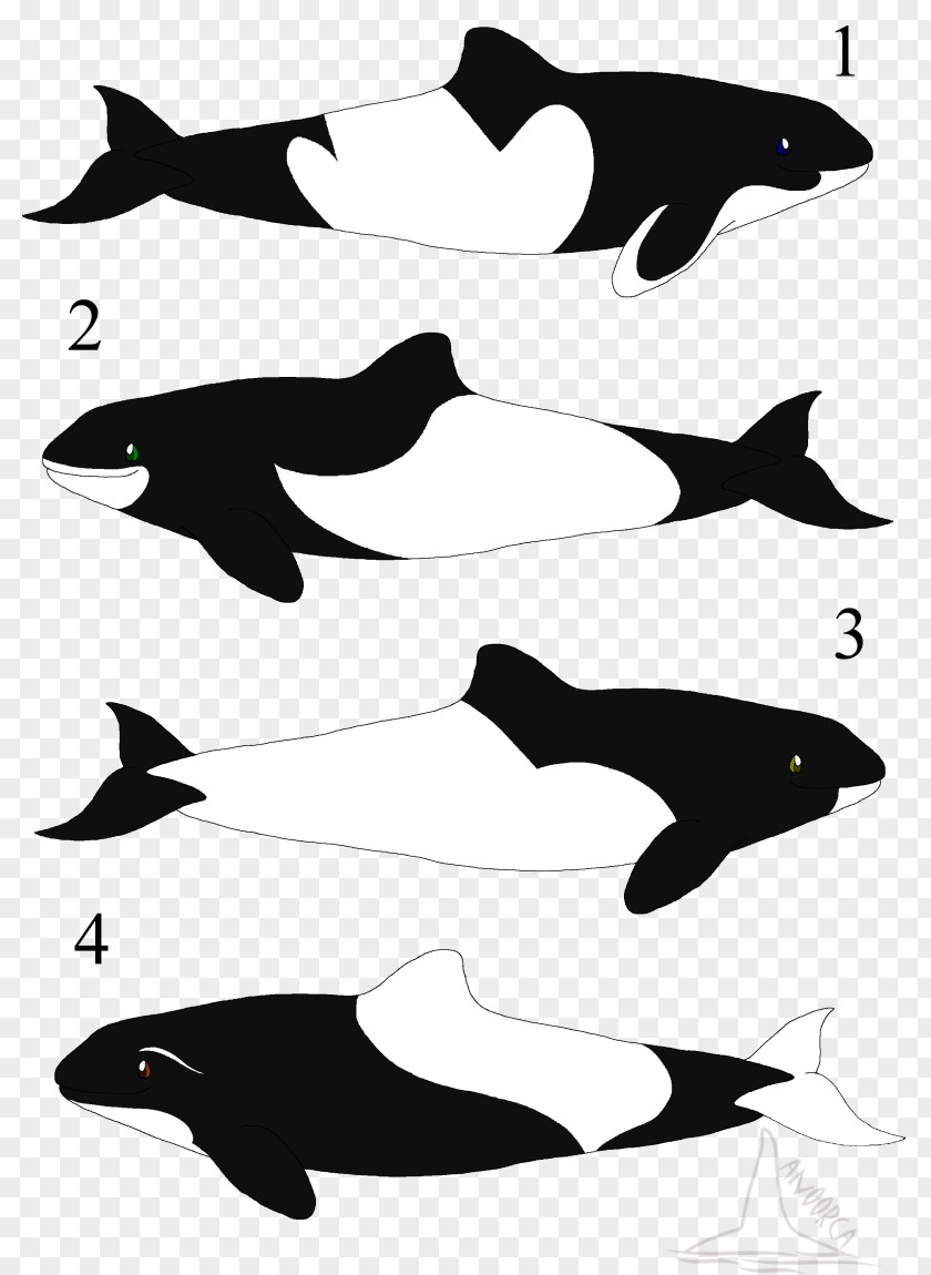 Dolphin Tucuxi Porpoise Killer Whale PNG