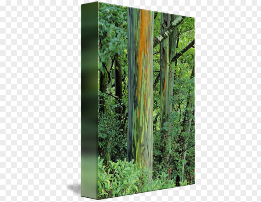 Eucalyptus Plant Rainbow Trunk Northern Hardwood Forest Temperate Broadleaf And Mixed PNG