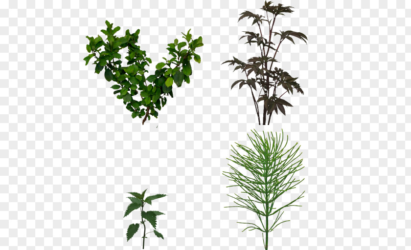 Leaf Twig Plant Stem Shrub Herb PNG