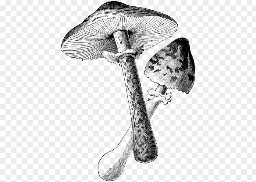 Mushroom Botanical Illustration Black And White Drawing PNG