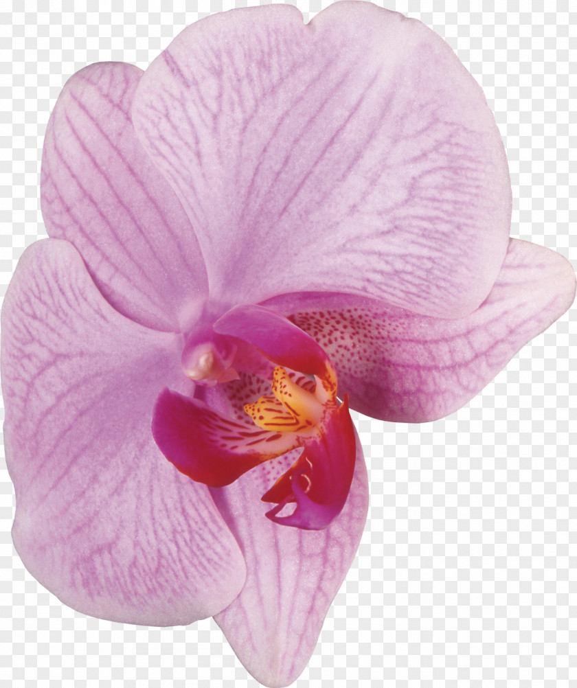 Pink Flowers Moth Orchids Cattleya Violet PNG