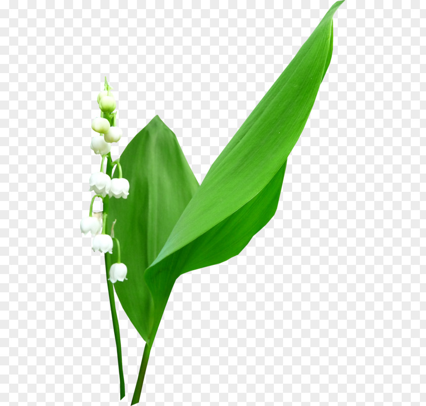 Bell Orchid Silhouette Clip Art PNG