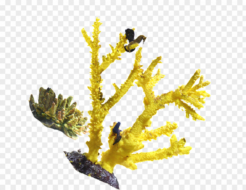 Birdh Ornament Coral Image Seabed PNG
