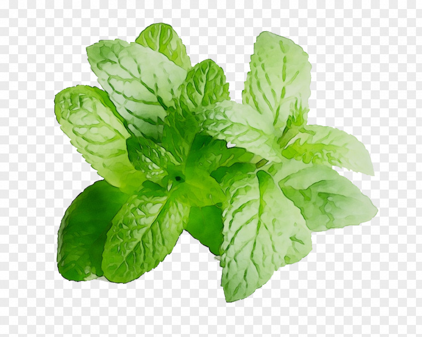 Flavor Mint Juice Fizzy Drinks Menthol PNG