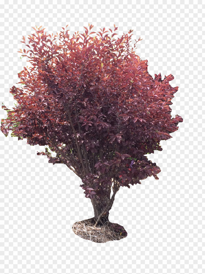 Flowers Shading Tree Houseplant Shrub Purple PNG