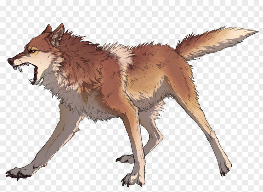 Fox Coyote Dingo Dhole Red Canis Ferox PNG