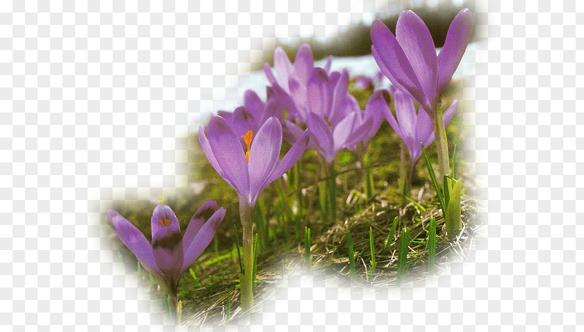 Kwiaty Wiosenne Spring Flower Easter PNG