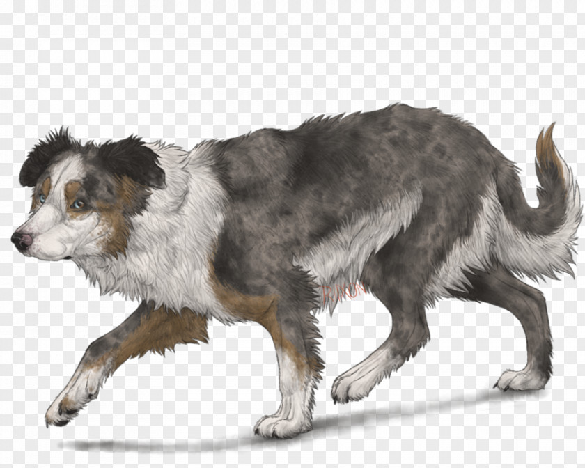 Border Collie Dog Breed Australian Shepherd Miniature American English PNG