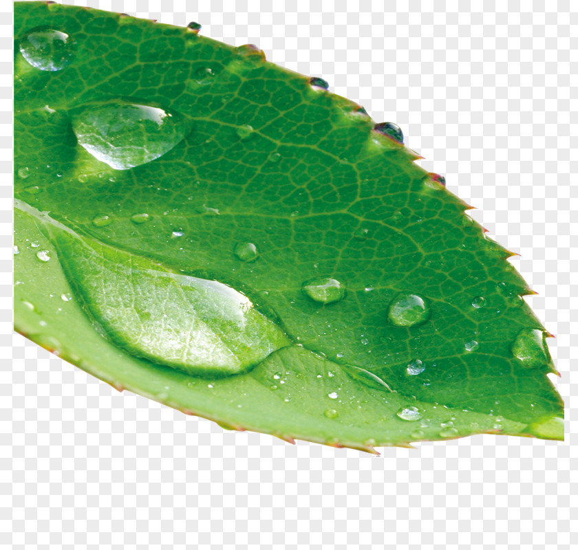 Leaf Drop Dew PNG