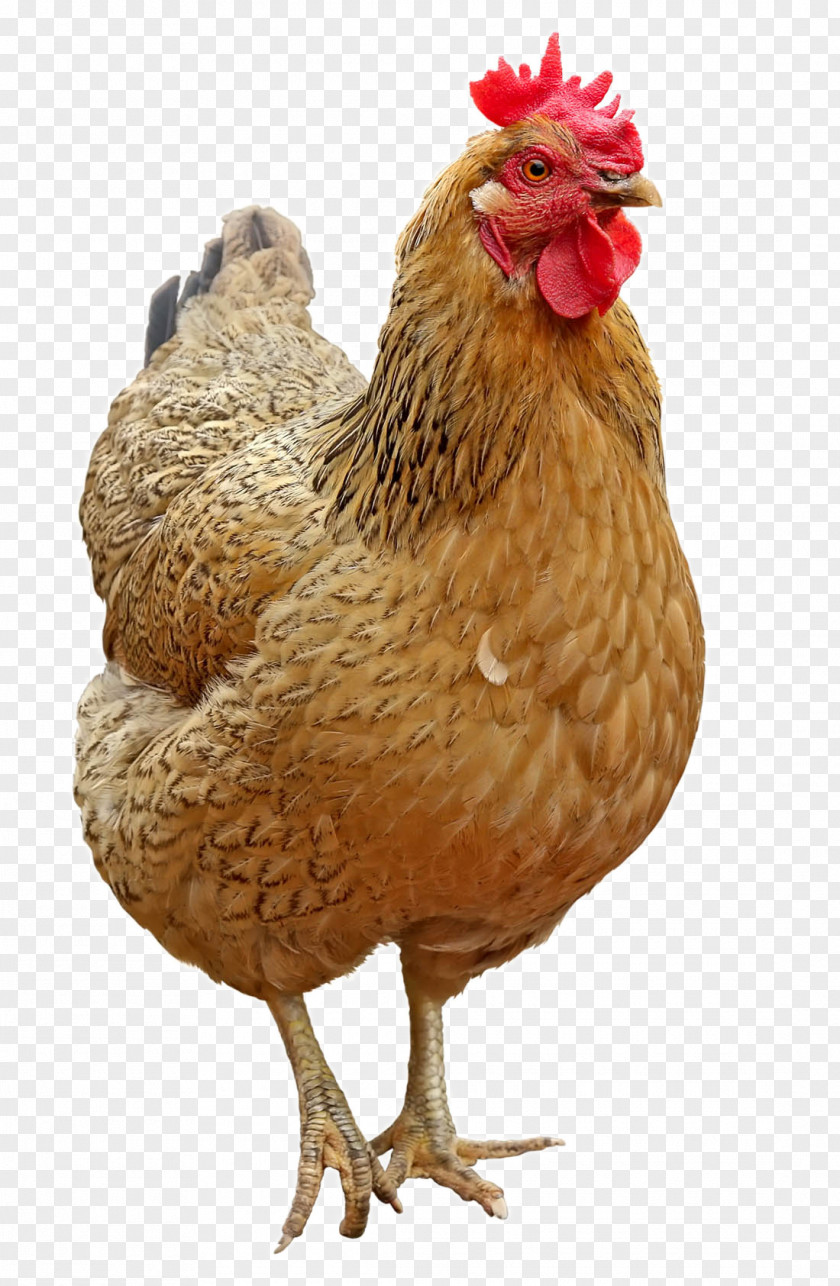 Lovely Hen Chicken Icon PNG