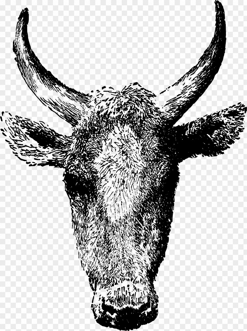 Bull Texas Longhorn Beef Cattle Angus Clip Art PNG