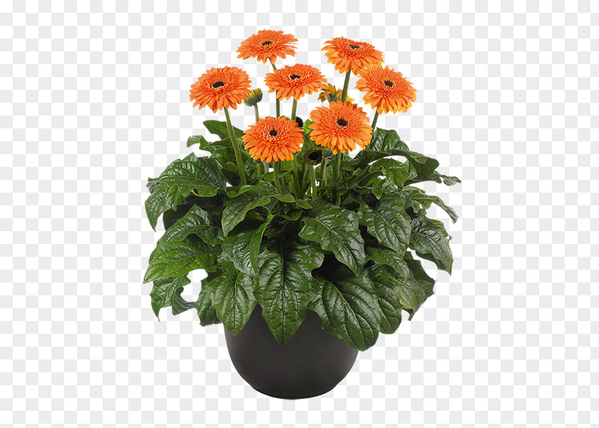 Smoky Transvaal Daisy Cut Flowers Great Mountains Plant PNG
