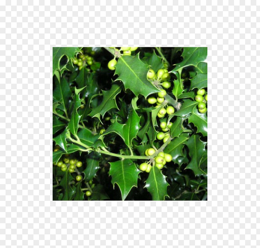 Tree Common Holly Hedge Buxus Sempervirens Quercus Ilex PNG