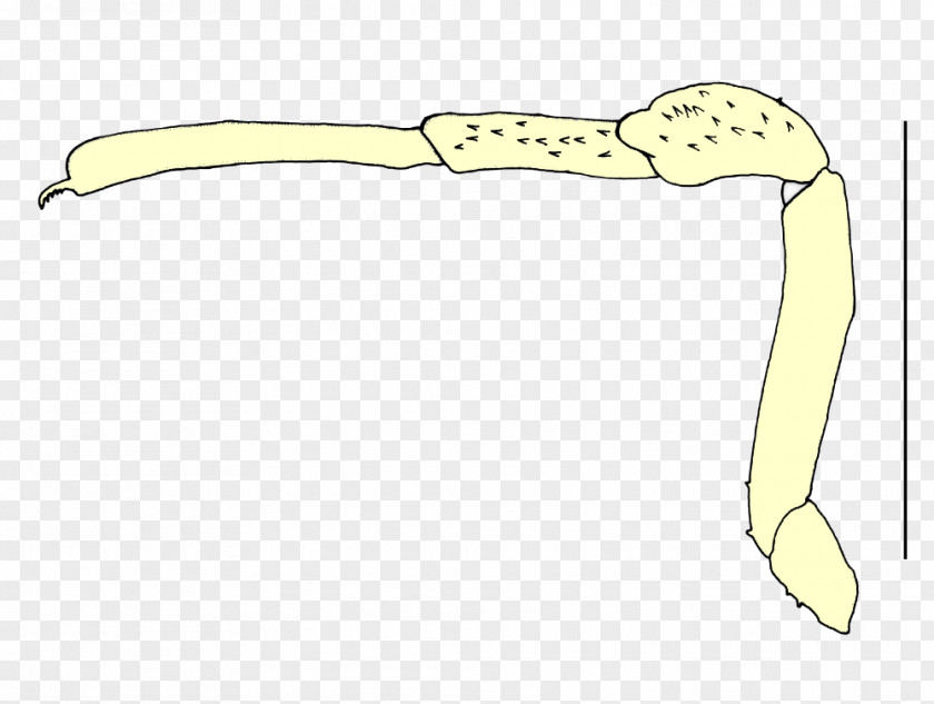 Copier Beak Reptile Clip Art PNG