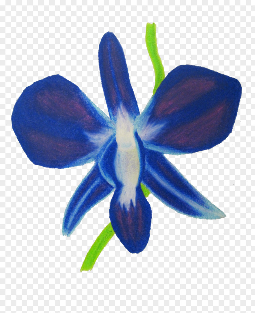 Orchids Moth Drawing Blue PNG