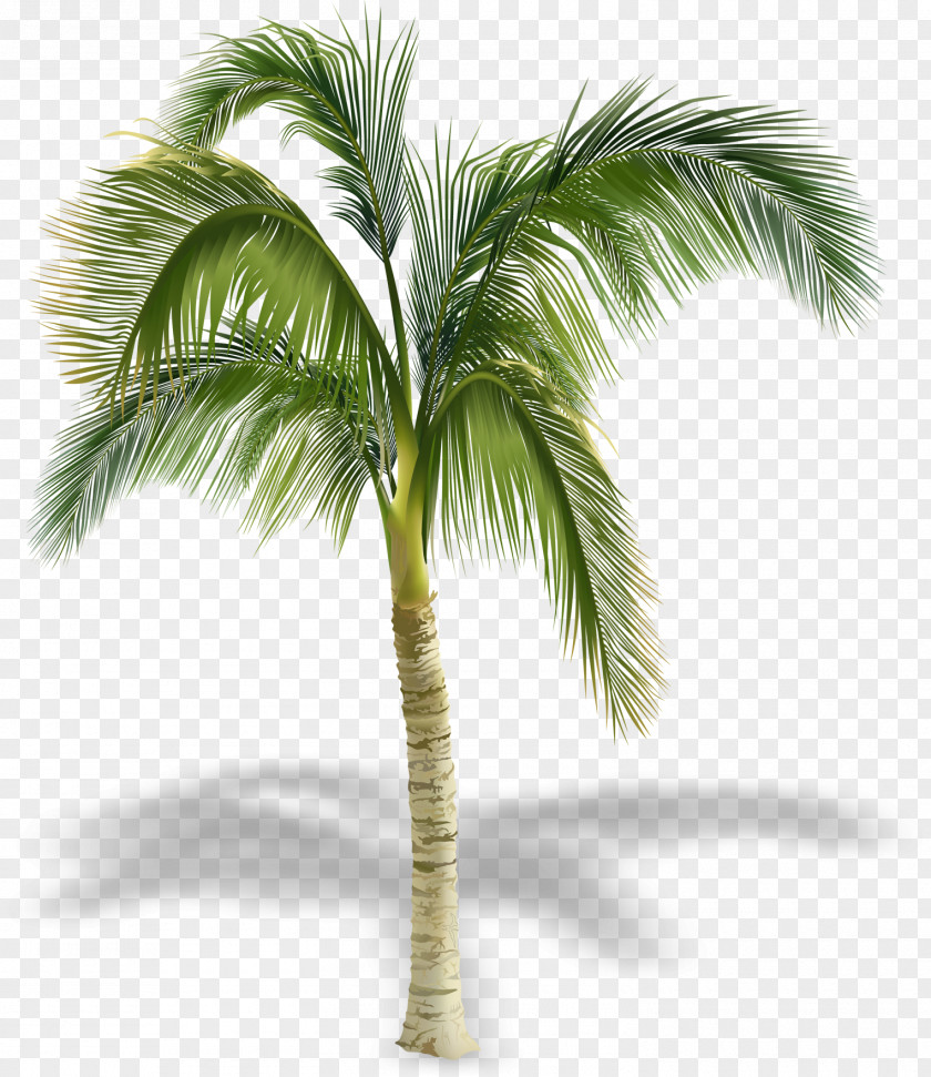 Pretty Coconut Tree Shadow Arecaceae Stock Photography Royalty-free PNG