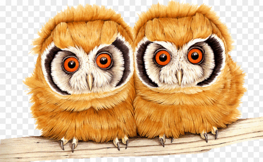 Animated Owl Tawny Image GIF Bird PNG