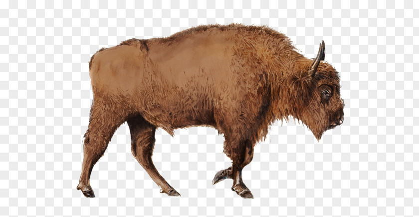 Bison Bonasus Cattle Horn Bull Terrestrial Animal PNG
