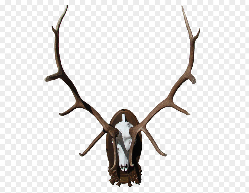 Deer Elk Moose Horn Antler PNG