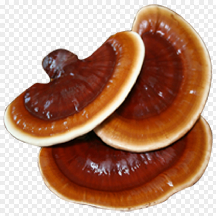 Ganoderma Lucidum Lingzhi Mushroom Fungus Disease Health Food PNG