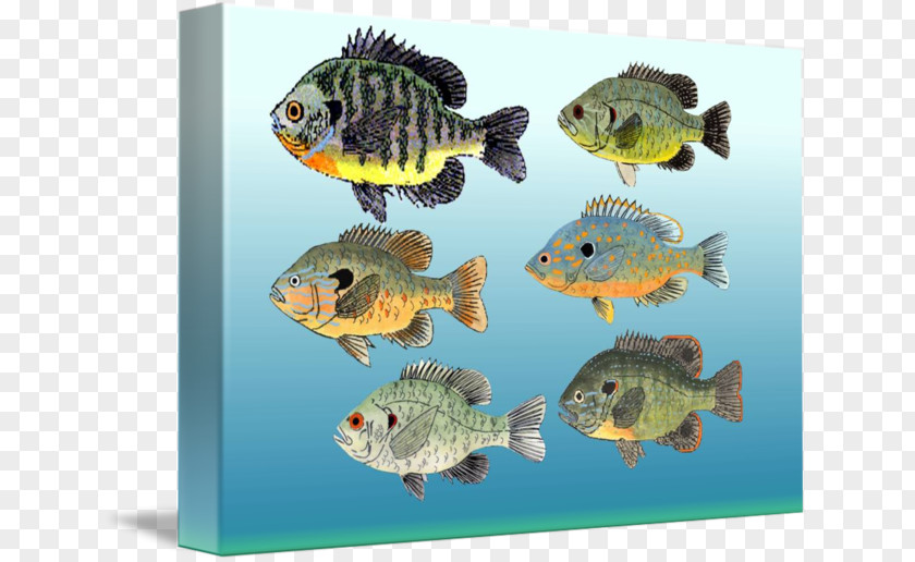 Patricia Nolanbrown Aquariums Gallery Wrap Marine Biology Coral Reef Fish Freshwater PNG