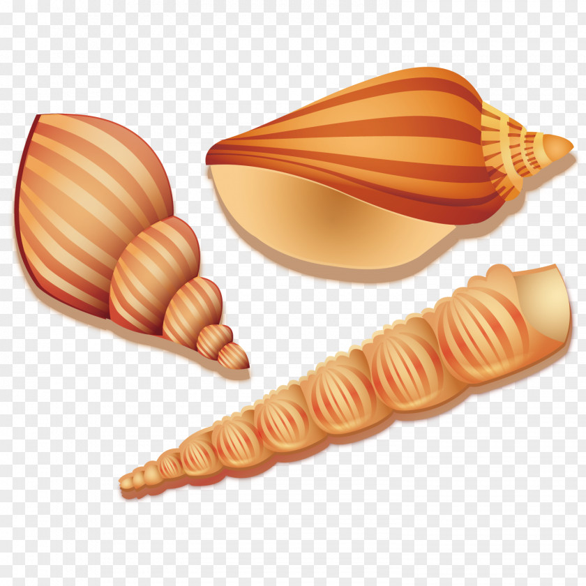 Vector Seaweed Conch Seashell Sea Snail PNG