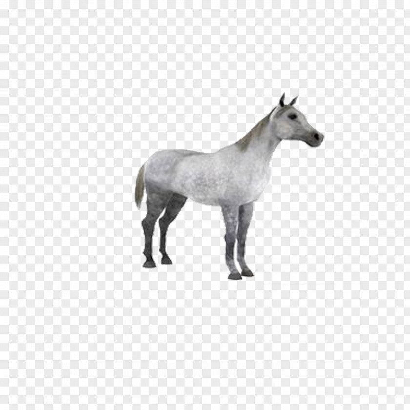 Whitehorse Horse Autodesk 3ds Max 3D Modeling Computer Graphics Texture Mapping PNG