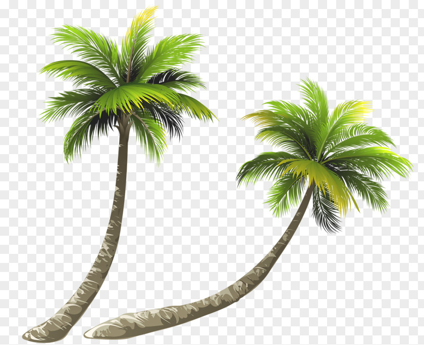 Bent Coconut Tree Arecaceae Royalty-free Illustration PNG