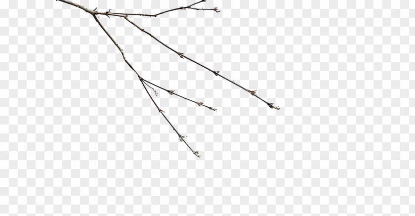 Lustre Branch Twig Tree Angle PNG