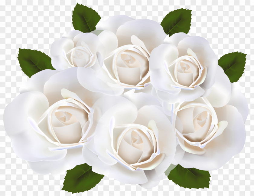 White Roses Clip Art Transparent Image Garden PNG