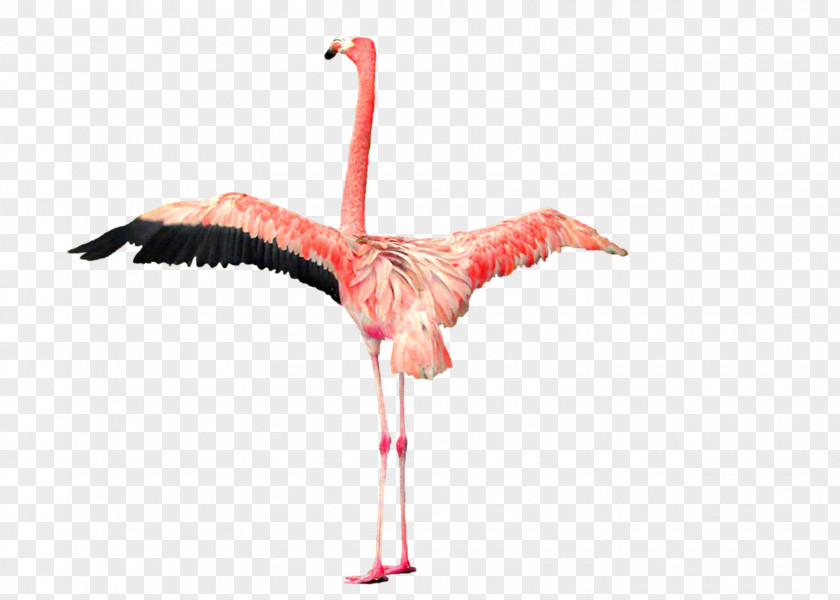 Flamingo Plastic Clip Art PNG