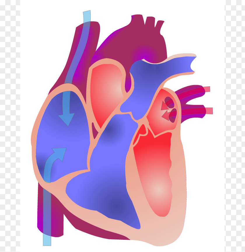 Nursing Photos Electrical Conduction System Of The Heart Animation Anatomy Cardiac Cycle PNG