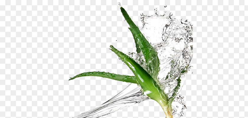 Aloe Vera Ferox Extract Cosmetics Plant PNG