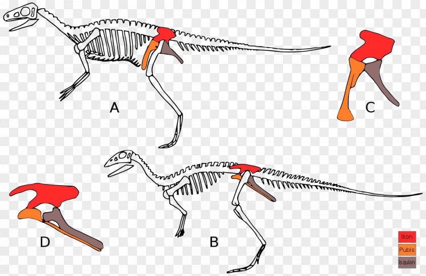 Dinosaur Eoraptor Lunensis Lesothosaurus Deinocheirus Triceratops Ornithischia PNG