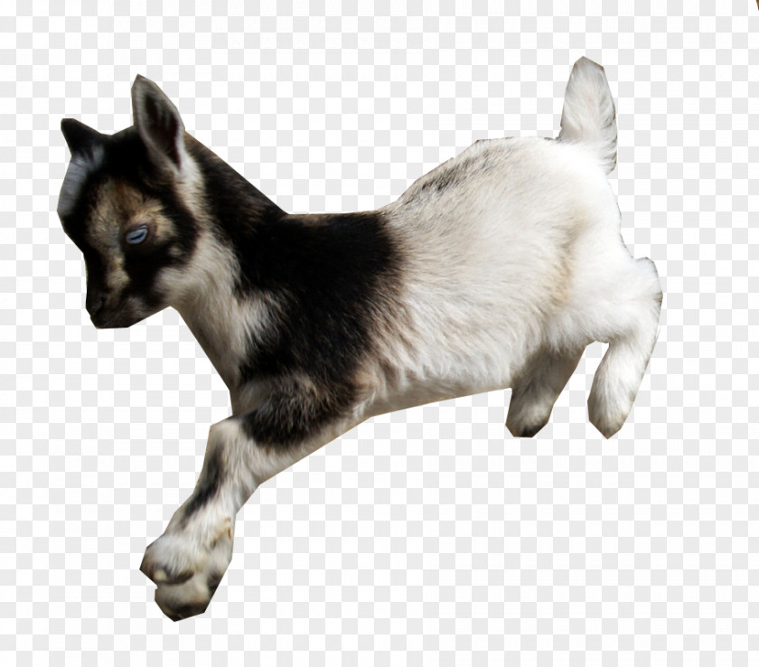 Dwarf American Lamancha Goat Nigerian Fainting Cat Animal PNG