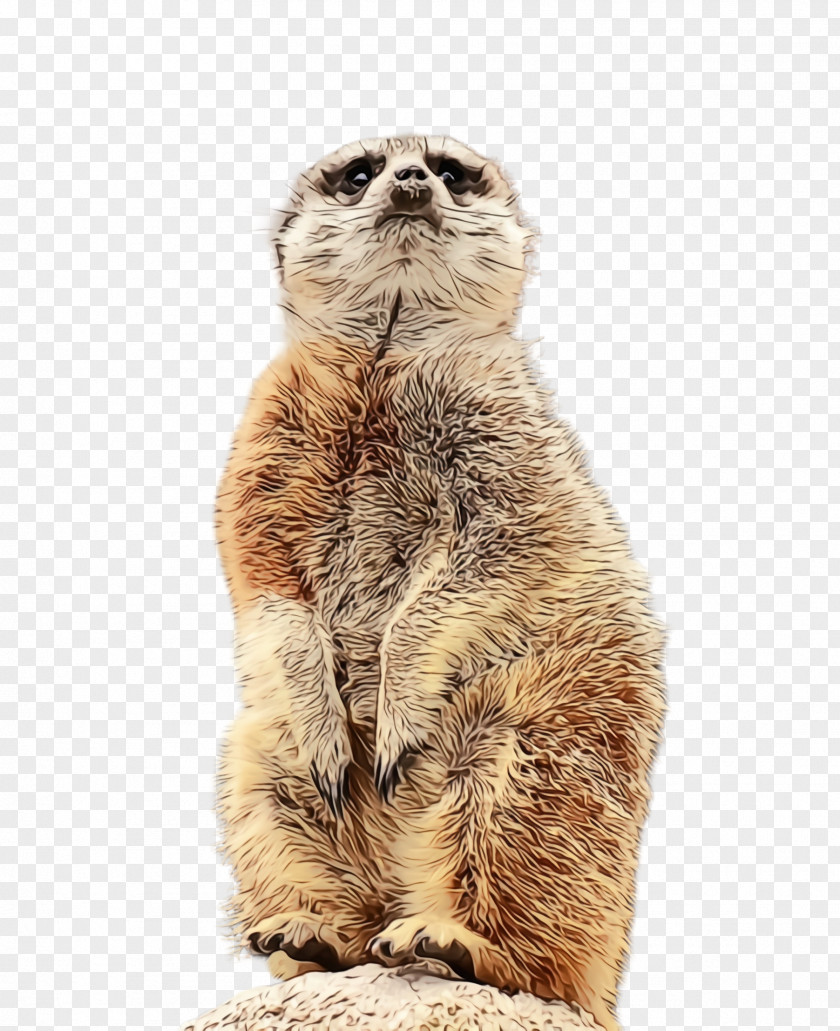Small To Mediumsized Cats Scottish Fold Meerkat Whiskers Cat Snout PNG