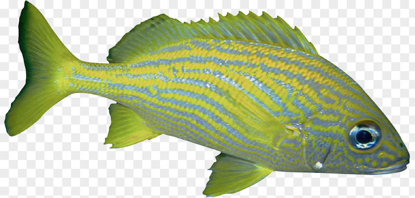 Fish Green PNG