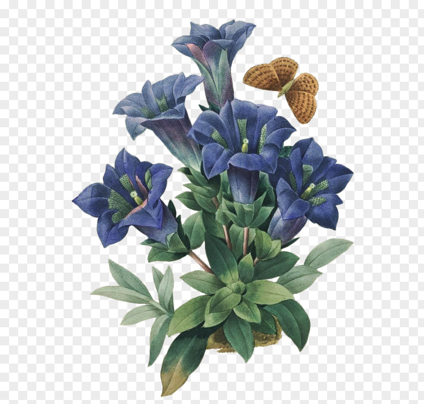 Flower Botanical Illustration Floral Design Art PNG