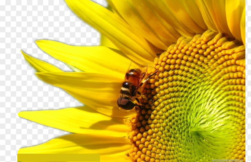 Flowers Bees Image Apidae Apis Cerana Honey Nectar Beehive PNG