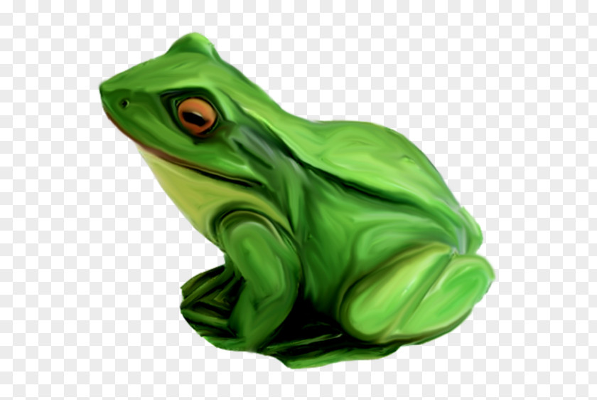 Frog True Tree Toad Green PNG