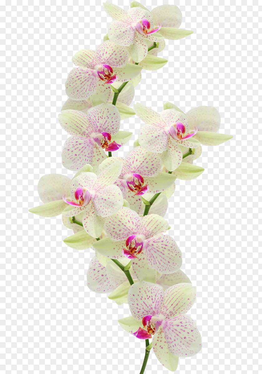 Lilly Moth Orchids Flower Dash Atan, Maragheh PNG