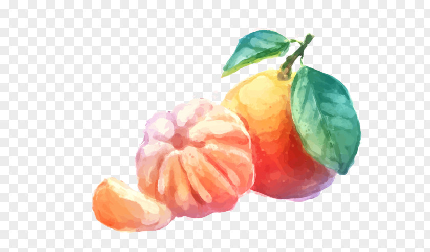 Orange Mandarin Tangerine Drawing PNG