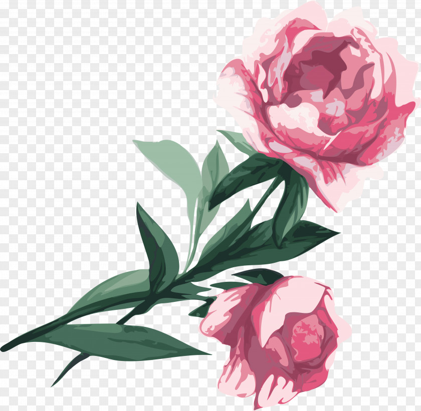 Peony Flower Garden Roses Clip Art PNG