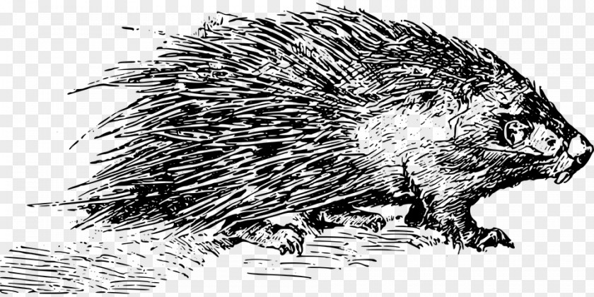 Porcupine Baby Old World Clip Art PNG