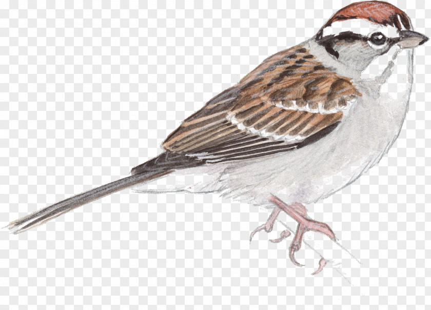 Sparrow House Bird Drawing Sketch PNG